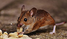 24 Hour & Emergency Exterminators in Sentinel, ND